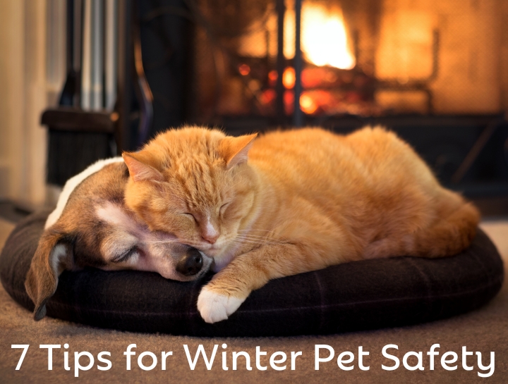 Winter Pet Safety Greenville Veterinary Clinic